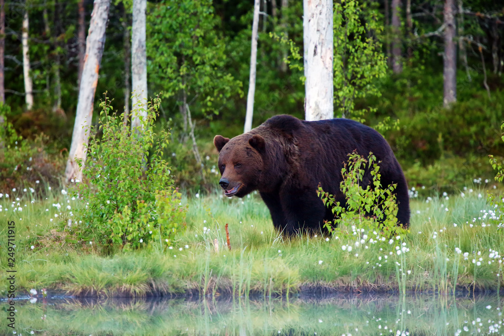 The brown bear (Ursus arctos) female walking in the forest against the light. Big male bear in the finnish taiga.