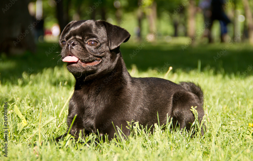 Black pug on grass