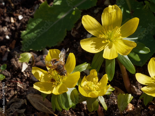Eranthis hyemalis - Eranthe d'hiver ou hellébore d'hiver aux fleurs jaune or au sommet de collerettes vertes photo