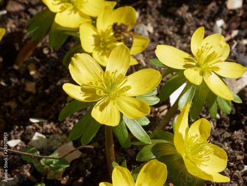 Eranthis hyemalis - Eranthe d'hiver ou hellébore d'hiver aux fleurs jaune or au sommet de collerettes vertes