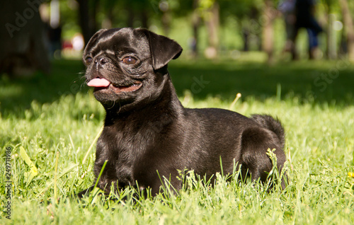 Black pug on grass