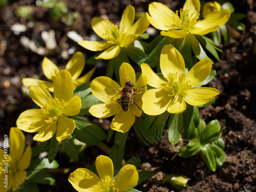Eranthis hyemalis - Eranthe d hiver ou hell  bore d hiver aux fleurs jaune or au sommet de collerettes vertes