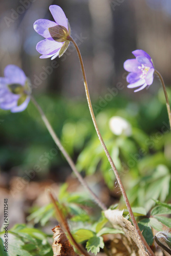 Beautiful spring blue flowers  in forest. Anemone hepatica  common hepatica  liverwort  kidneywort  pennywort  is a herbaceous perennial growing from a rhizome in the buttercup family .