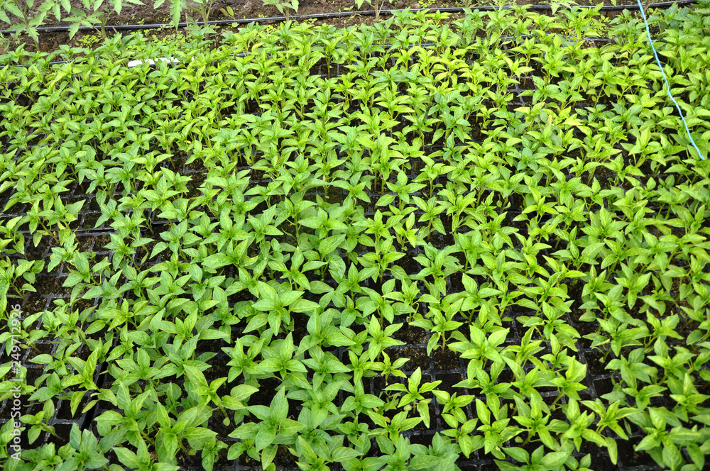 Growing seedlings of peppers in cassettes in organic soil Growing seedlings of peppers in cassettes in organic soil