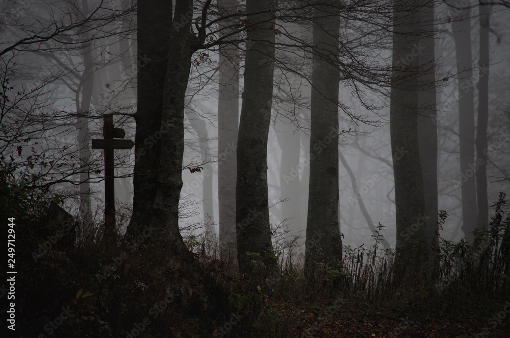 Naklejka premium Misty woods in late autumn, spooky atmosphere with fog; Halloween, dramatic dark landscape, monocromatic forest