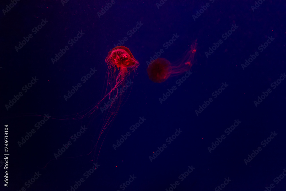 jellyfish jellyfish