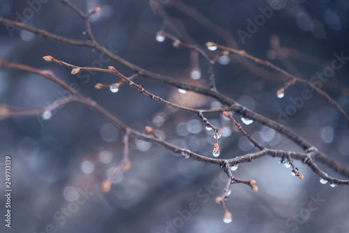 Rain drops on a dark blurry background, leafless branches in the winter, soft focus