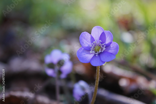 Beautiful spring blue flowers  in forest. Anemone hepatica (common hepatica, liverwort, kidneywort, pennywort) is a herbaceous perennial growing from a rhizome in the buttercup family . photo