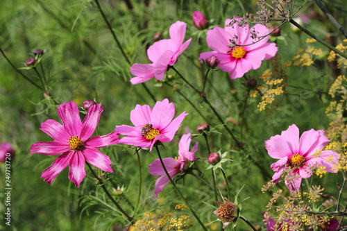 View of pink Mexican aster  garden cosmos  flowers in the summer garden