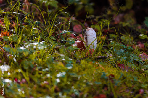 White mushrooms in autumn forest