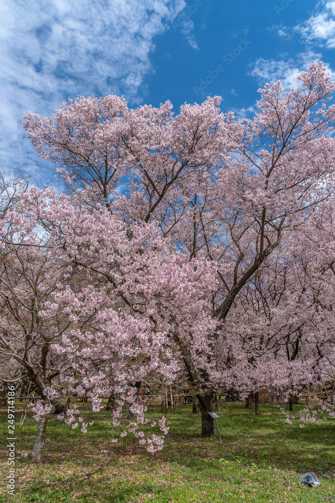 Cherry Blossoms in spring in Japan