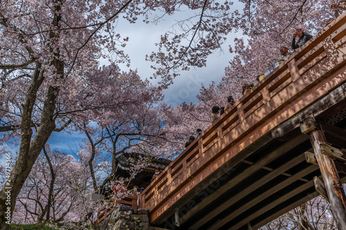 Cherry Blossoms in spring in Japan © Joshua