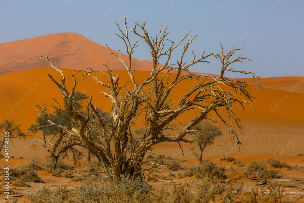 Deadvlei inside Namib-Naukluft national park in Namibia, Africa