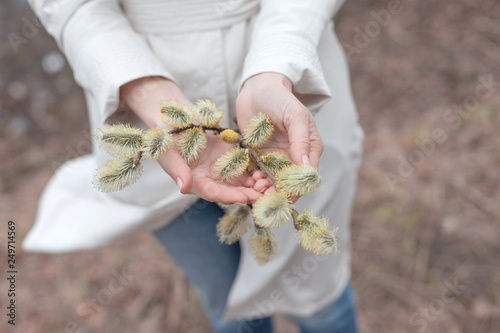 Willow branches with blooming buds in the hands of a woman. Close up