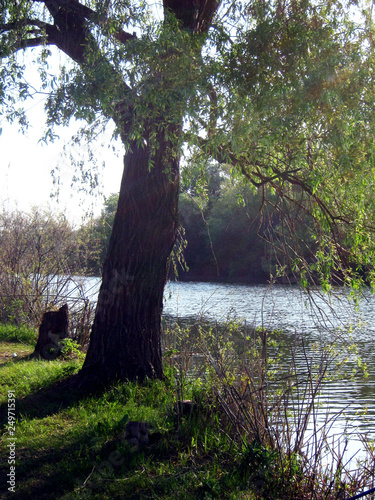 tree in the park