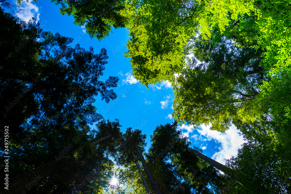 Fototapeta premium trees in the sky