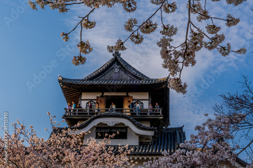 Inuyama Castle and cherry blossoms photo