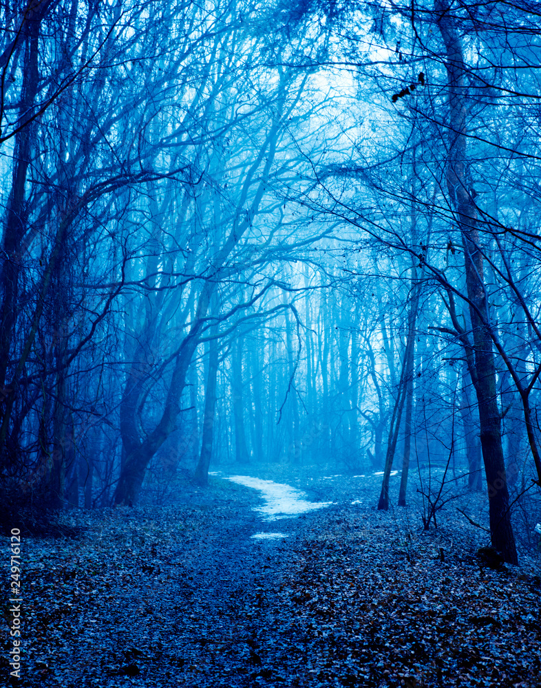 Naklejka premium Mystical autumn forest with trail in blue fog. Beautiful landscape with trees, path, fog. Nature background. Foggy forest. Fairy Forest