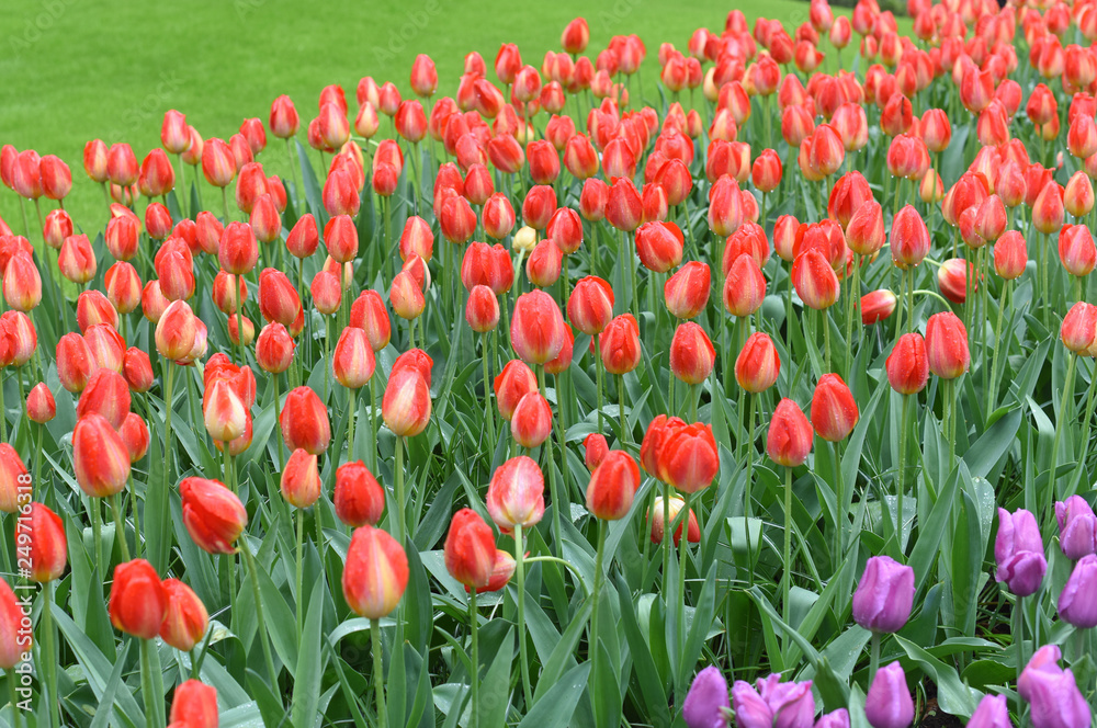 Fototapeta premium Colorful tulips in spring