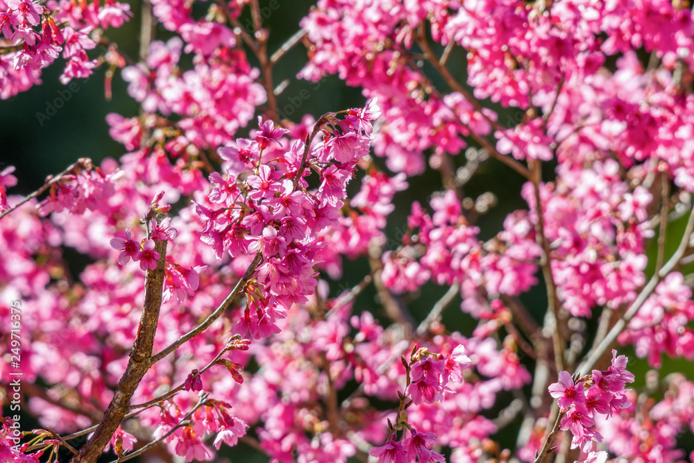 Fototapeta premium Soft focus Cherry Blossom or Sakura flower on nature background