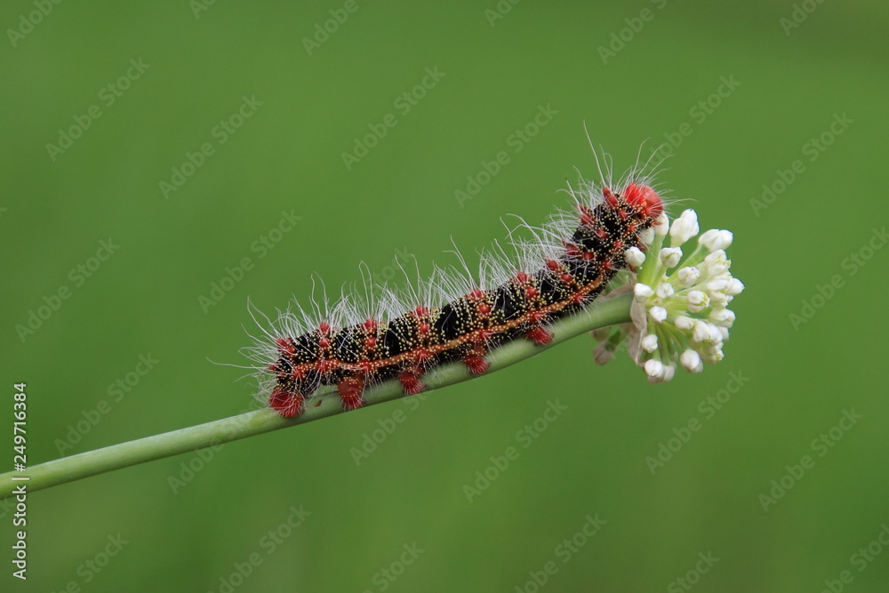 caterpillar and flower on green background caterpillar and flower on green background