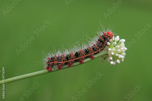 caterpillar and flower on green background