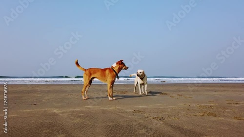 Two dogs play on the beach