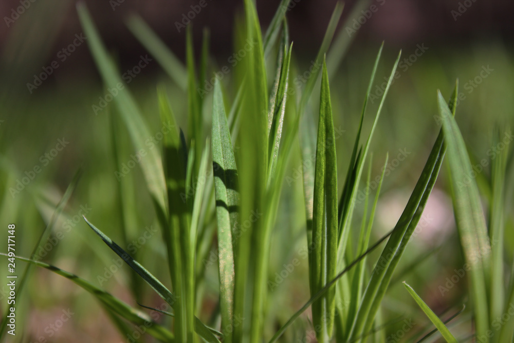 Fresh green spring grass closeup on a sunny day on a background of nature. Fresh green spring grass closeup on a sunny day on a background of nature.