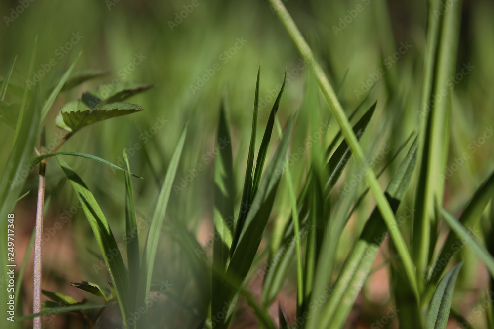 Fresh green spring grass closeup on a sunny day on a background of nature. Fresh green spring grass closeup on a sunny day on a background of nature.