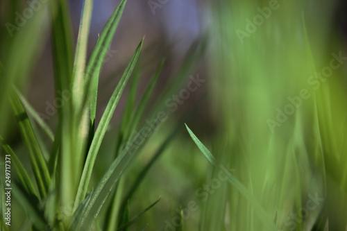  Fresh green spring grass closeup on a sunny day on a background of nature.