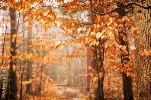 American Beech Leaves in New England Autumn photo