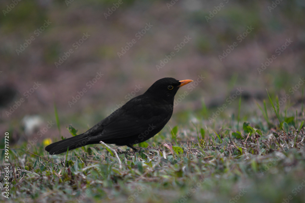 merlo (Turdus merula) maschio sul terreno,primo piano merlo (Turdus merula) maschio sul terreno,primo piano