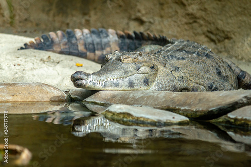 Australian freshwater crocodile photo