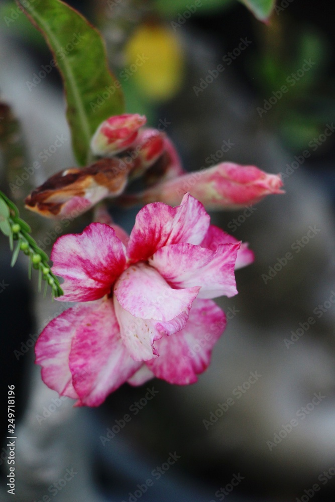 Obraz premium Azalea flowers is beautiful at the garden