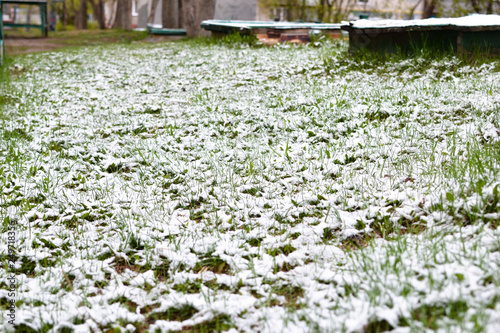 Green meadow under the snow. Near the house