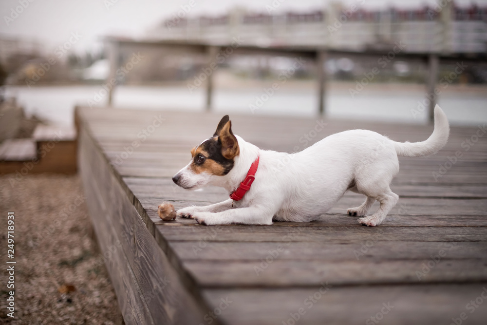 sea dog sea dog