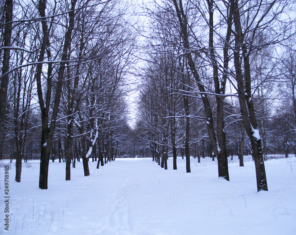 winter, forest, trees winter, forest, trees
