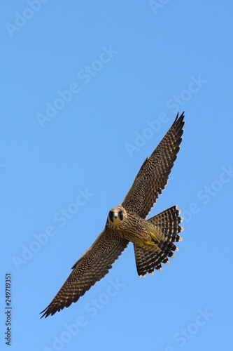 falcone pellegrino (Falco peregrinus) in volo su sfondo cielo,primo piano