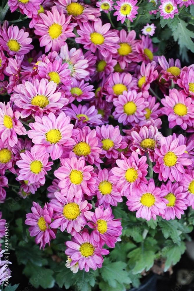 Chrysanthemums flower is beautiful in the garden Chrysanthemums flower is beautiful in the garden