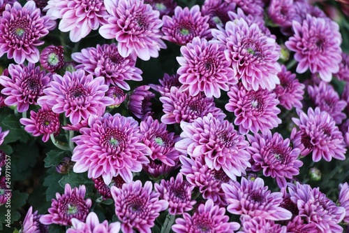 Chrysanthemums flower is beautiful in the garden