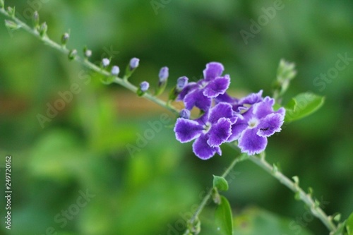 Purple flower is beauty in the garden