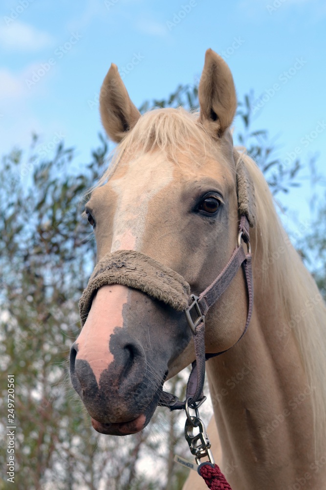 Fototapeta premium Palomino filly