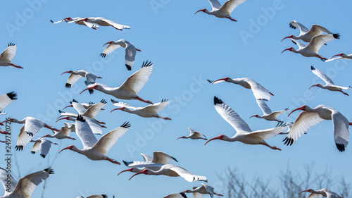 White ibis everywhere you look! photo