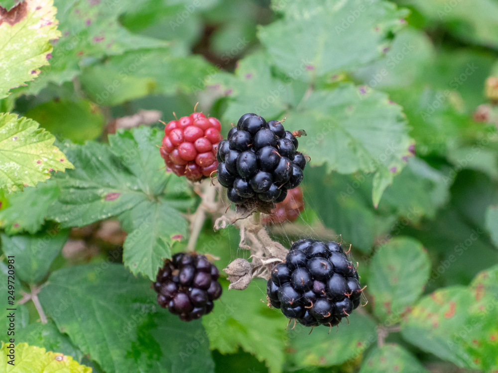 Blackberries in park Blackberries in park