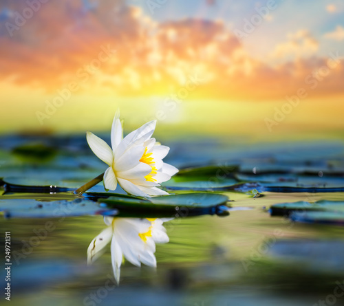 beautiful white water lily on the lake at the sunset