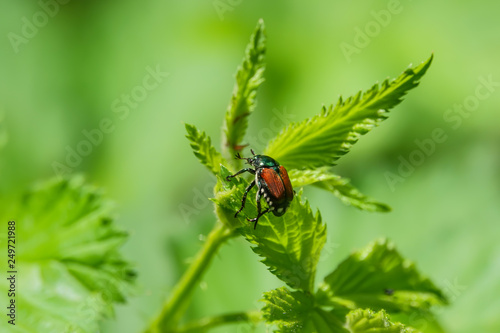 Japanese Beetle on Leaf in Summer