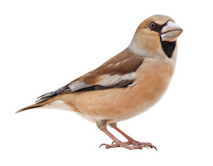 Female Hawfinch (Coccothraustes coccothraustes), isolated on white background