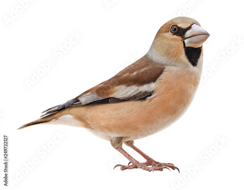 Fotografija Female Hawfinch (Coccothraustes coccothraustes), isolated on white background