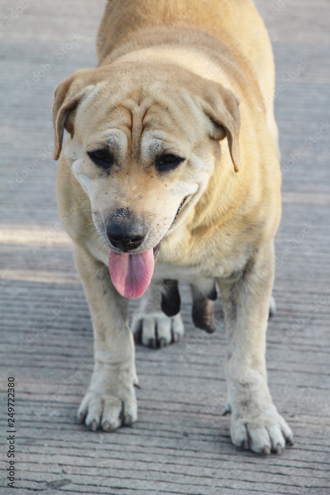 Brown dog cute is staring on floor Brown dog cute is staring on floor