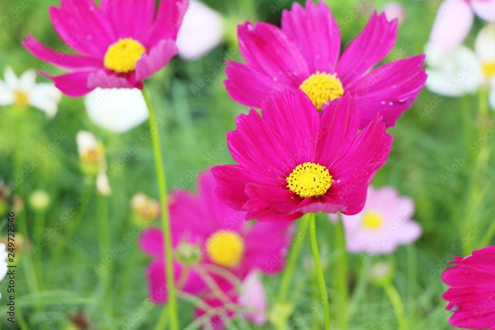 Beautiful cosmos colorful flowers in the garden Beautiful cosmos colorful flowers in the garden